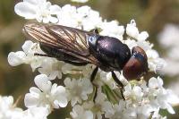 Chrysogaster solstitialis