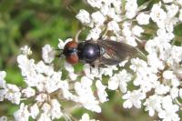 Chrysogaster solstitialis