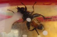 Tropidia fasciata