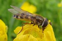 Eupeodes corollae