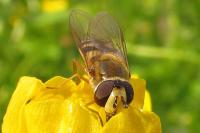 Eupeodes corollae
