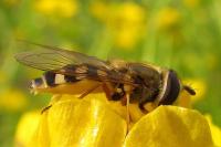 Eupeodes corollae