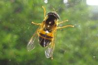 Epistrophe eligans