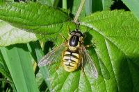 Chrysotoxum cautum