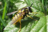 Chrysotoxum cautum