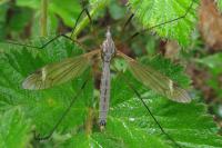 Tipula luna