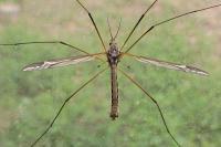 Tipula vittata