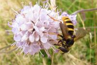 Sericomyia silentis