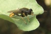 Xylota sylvarum