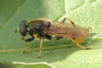 Xylota sylvarum