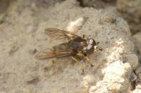 Xylota sylvarum