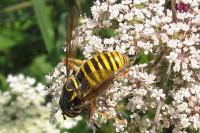 Spilomyia manicata