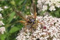 Spilomyia manicata