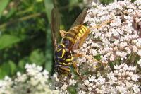 Spilomyia manicata