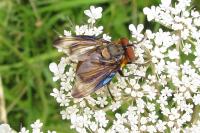 Phasia hemiptera