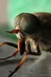 Tabanus sudeticus