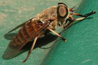 Tabanus sudeticus