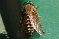 Tabanus sudeticus