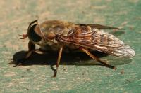 Tabanus sudeticus