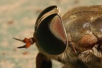 Tabanus sudeticus