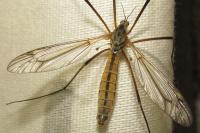 Tipula vernalis