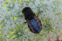 Odontomyia ornata