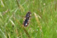 Odontomyia ornata