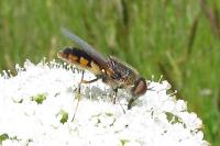 Odontomyia ornata