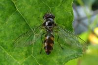 Meliscaeva auricollis