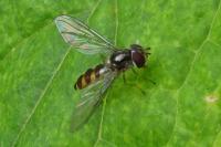 Meliscaeva auricollis