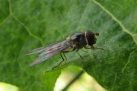 Meliscaeva auricollis