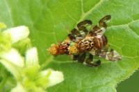 Goniglossum wiedemanni