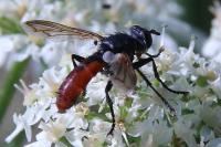 Cylindromyia bicolor