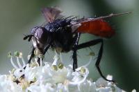 Cylindromyia bicolor