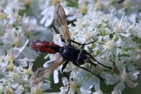 Cylindromyia bicolor
