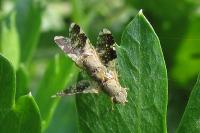 Tephritis formosa