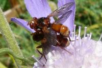 Sicus ferrugineus