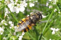Odontomyia annulata