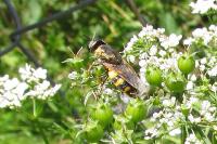 Odontomyia annulata