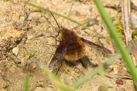 Bombylius medius
