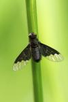 Hemipenthes morio