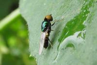 Microchrysa polita