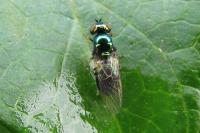 Microchrysa polita