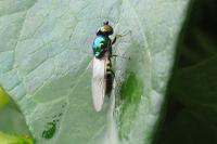 Microchrysa polita