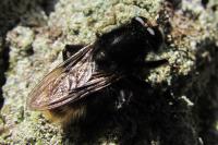 Criorhina ranunculi