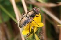 Eristalinus aeneus