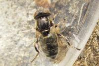 Eristalinus sepulchralis