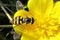 Eupeodes latifasciatus