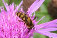 Eupeodes latifasciatus