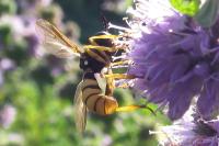 Conops ceriaeformis